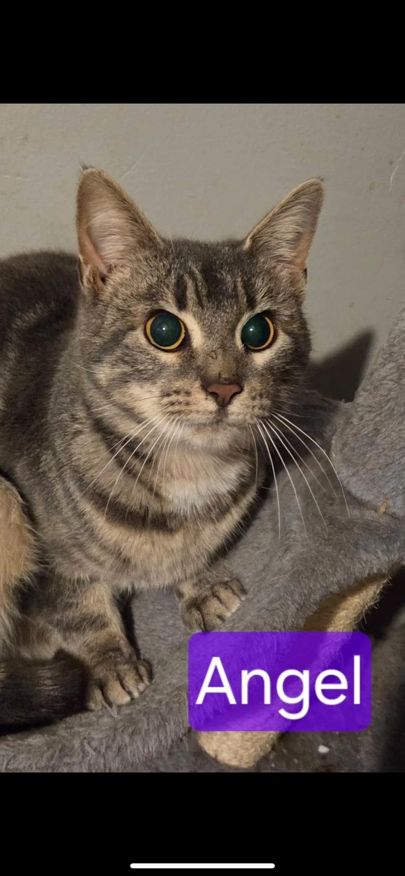 An adult medium-sized female Tabby (Gray / Blue / Silver) Domestic Short Hair cat named Angel for adoption in Greensburg, PA