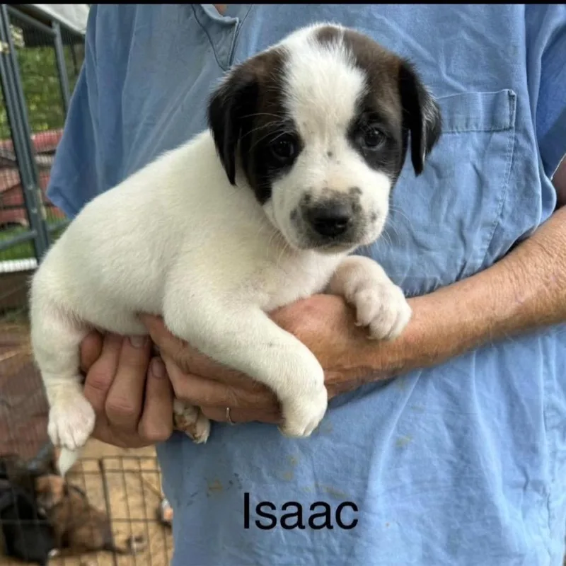 A baby medium-sized male White / Cream Mixed Breed dog named Isaac for adoption in Alexandria, VA