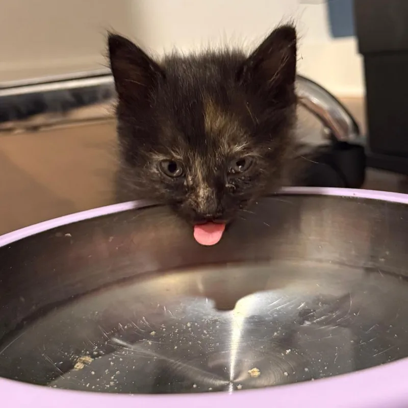 A baby small-sized female Orange / Red Domestic Short Hair cat named Umari for adoption in Austin, TX