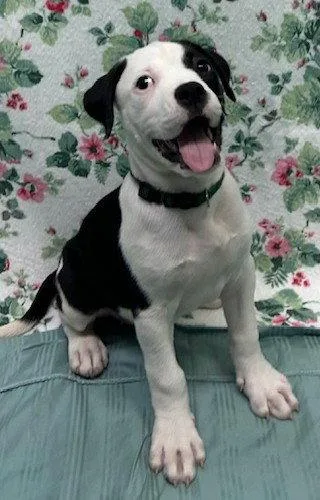 A baby large-sized female American Bulldog dog named Boov for adoption in Wetumpka, AL