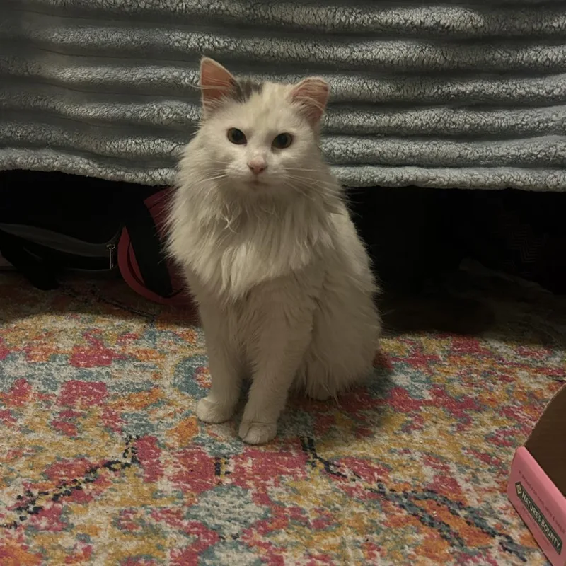 A young medium-sized male White Domestic Medium Hair cat named Jack for adoption in Harrisonburg, VA
