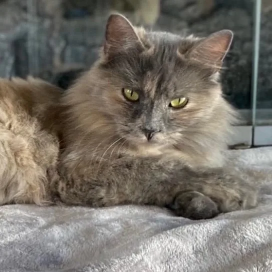 An adult medium-sized female Dilute Tortoiseshell Domestic Long Hair cat named Marquetta for adoption in Charlotte, NC