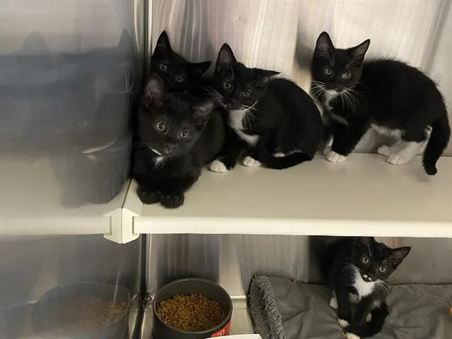 A baby small-sized female Domestic Short Hair cat named Fiona for adoption in Tustin, CA