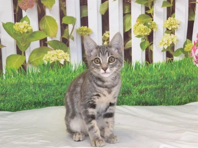 A baby small-sized female Domestic Short Hair cat named Kay Kay for adoption in Oroville, CA