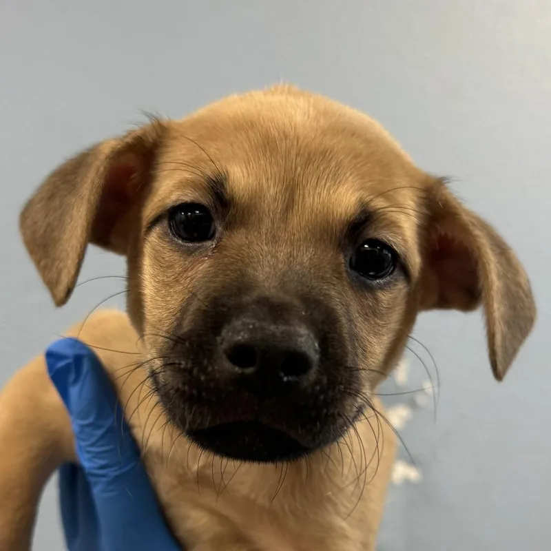 A baby small-sized male Mixed Breed dog named Taco for adoption in Las Cruces, NM