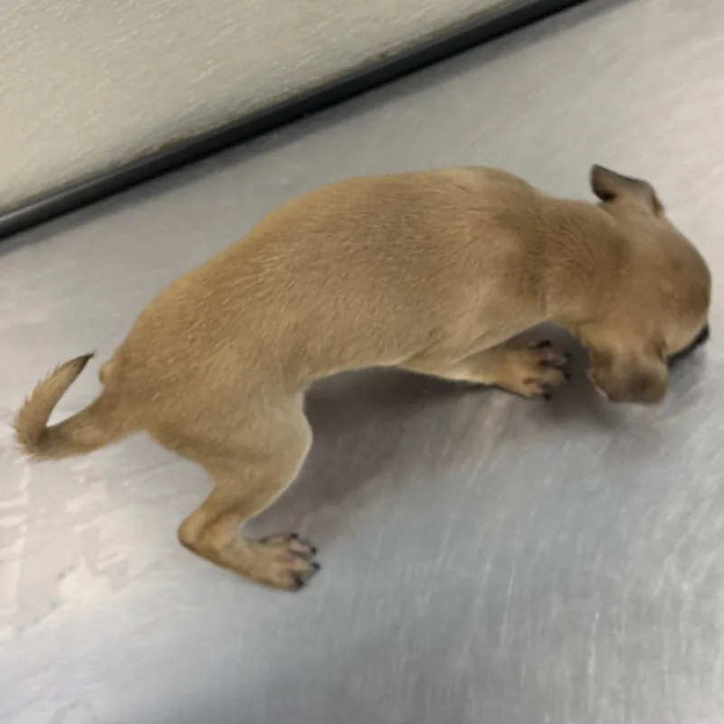 Taco thumbnail 3