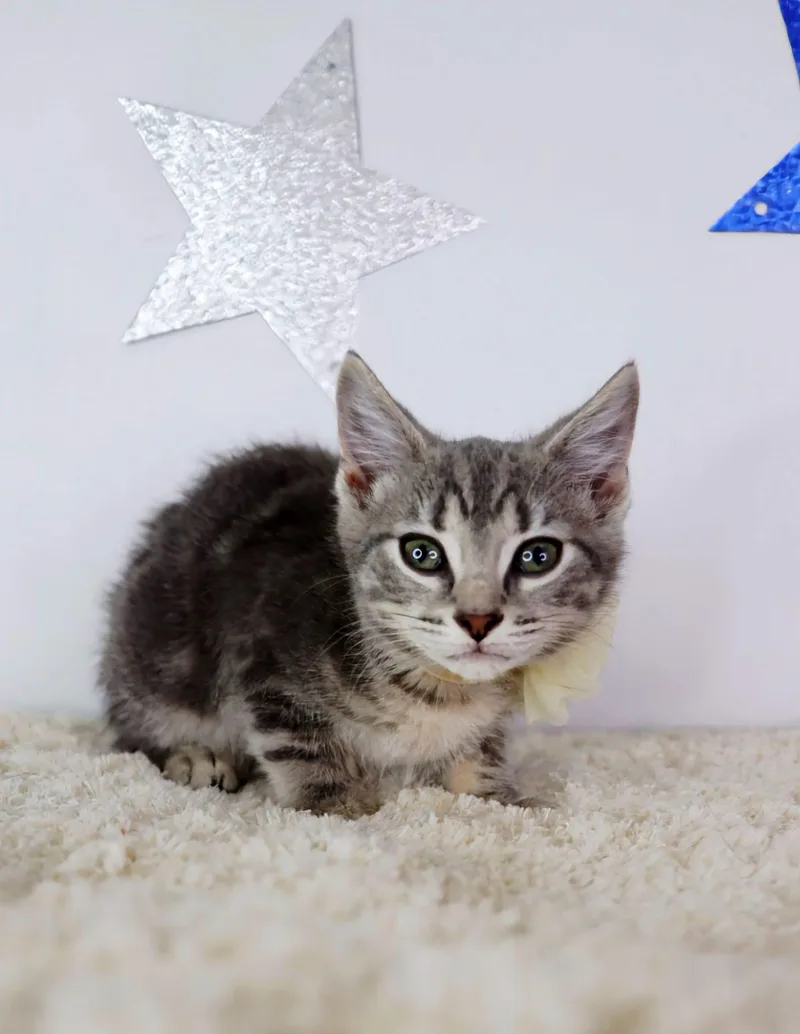 A baby small-sized female Tabby (Gray / Blue / Silver) Domestic Short Hair cat named Tia Maria for adoption in Ashland, KY