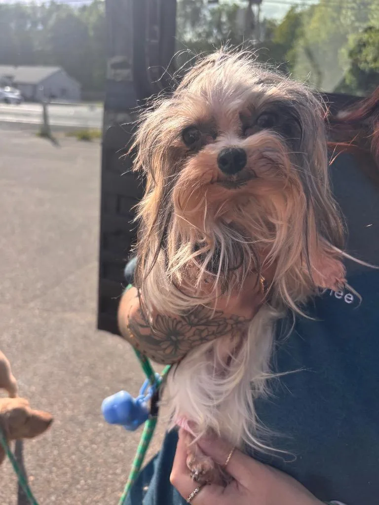 A young small-sized male Yorkshire Terrier dog named Dan for adoption in Port Jervis, NY