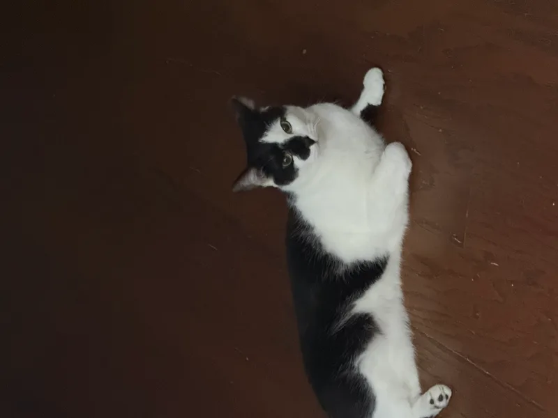 A young small-sized male Tuxedo Domestic Short Hair cat named Domino for adoption in Ladysmith, Virginia