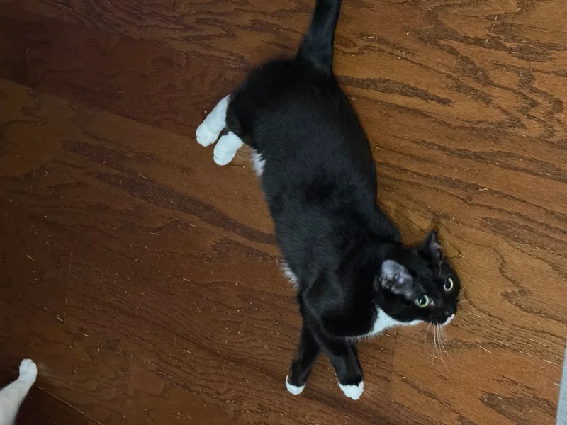 A young small-sized female Tuxedo Domestic Short Hair cat named Pepper for adoption in Ladysmith, Virginia