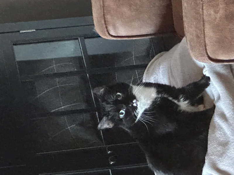 A young small-sized female Domestic Short Hair cat named Pepper for adoption in Ladysmith, VA