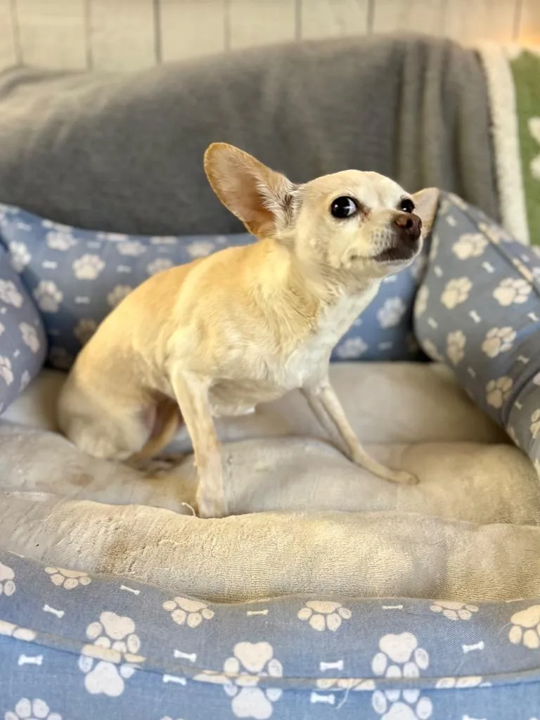 An adult small-sized female Chihuahua dog named Uni for adoption in Fort Worth, TX