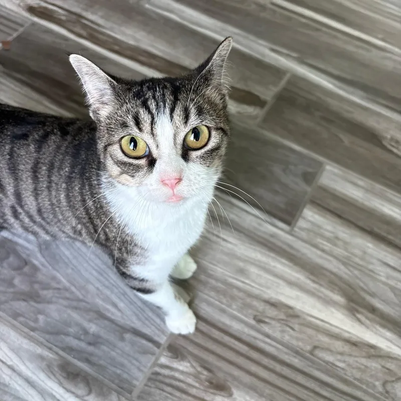 An adult small-sized female White Domestic Short Hair cat named Willa for adoption in West Des Moines, IA