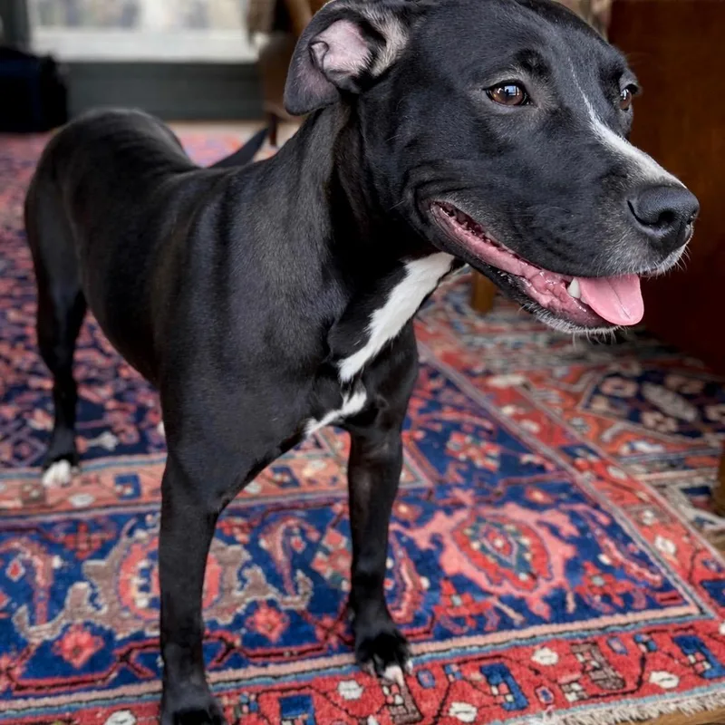 A baby large-sized female American Staffordshire Terrier dog named Daisy for adoption in Princeton, MA