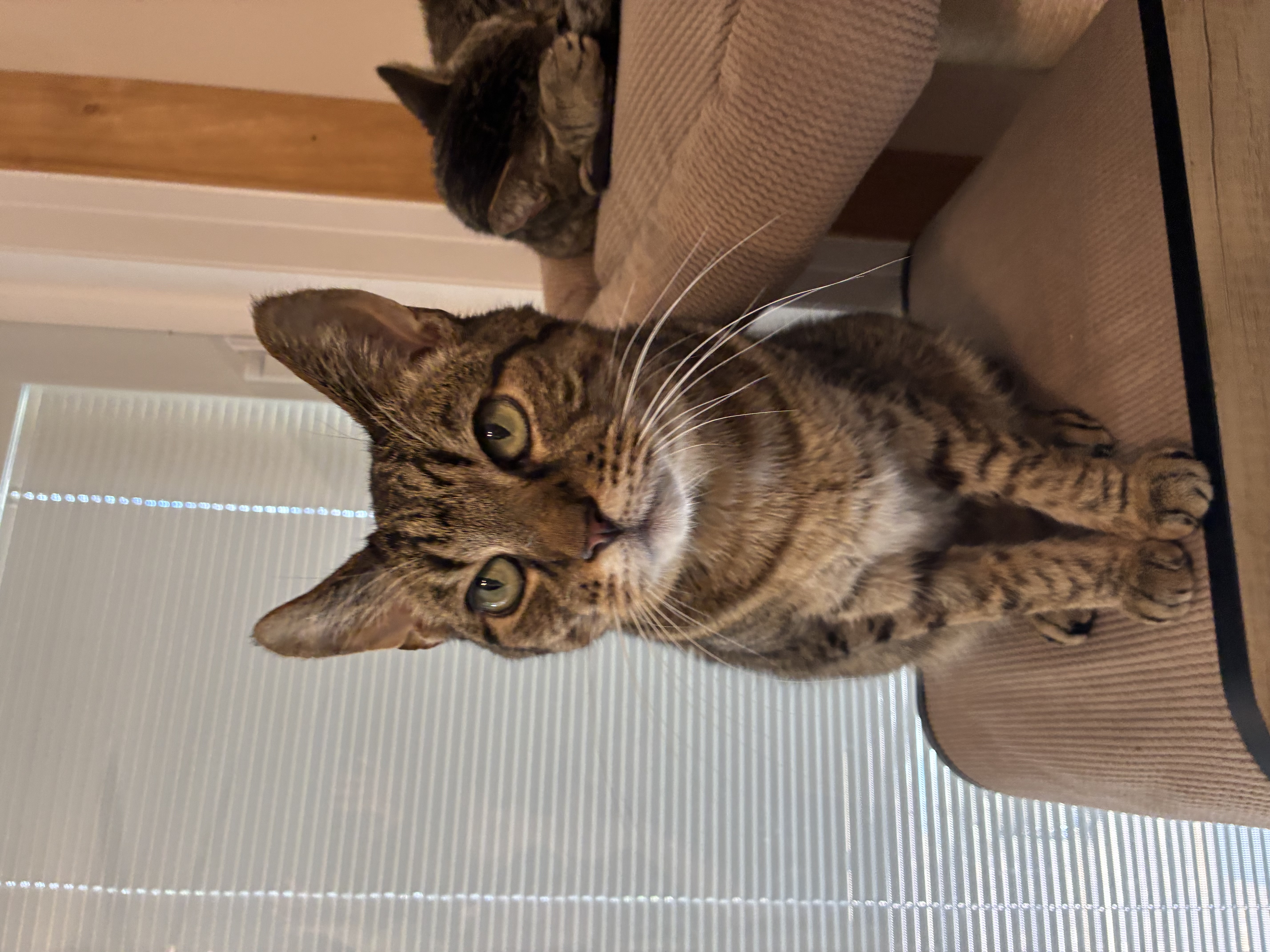 A senior small-sized male Tabby Domestic Short Hair cat named Sport for adoption in Ladysmith, Virginia
