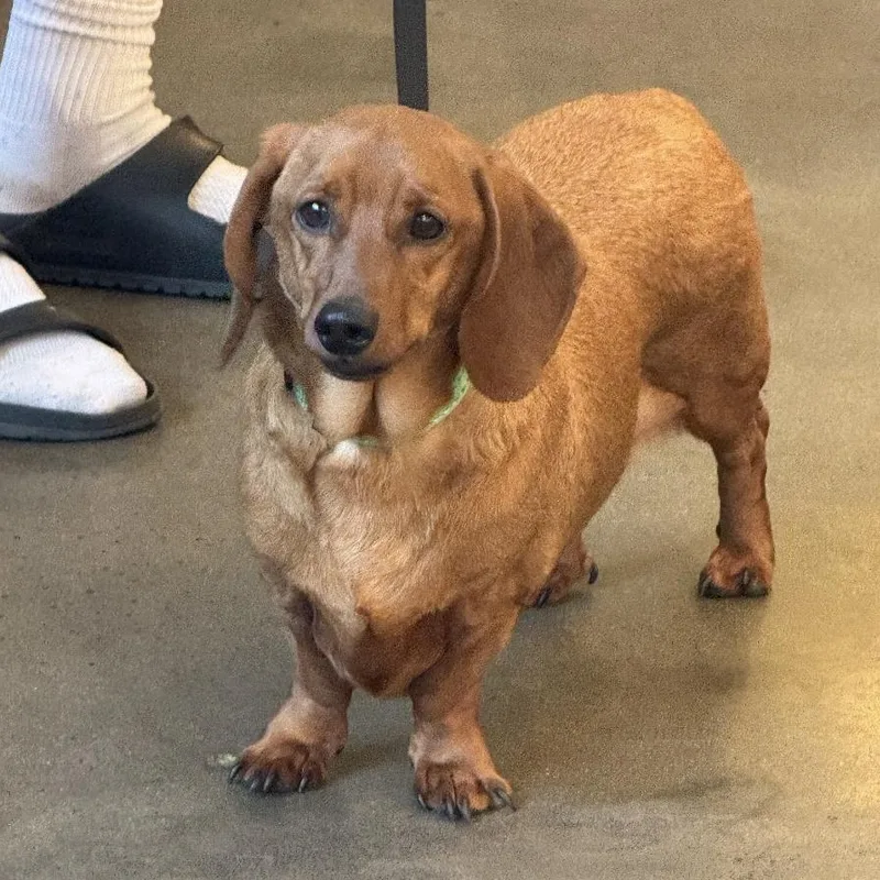 An adult small-sized male Golden Dachshund dog named Caramelo for adoption in Santa Monica, CA