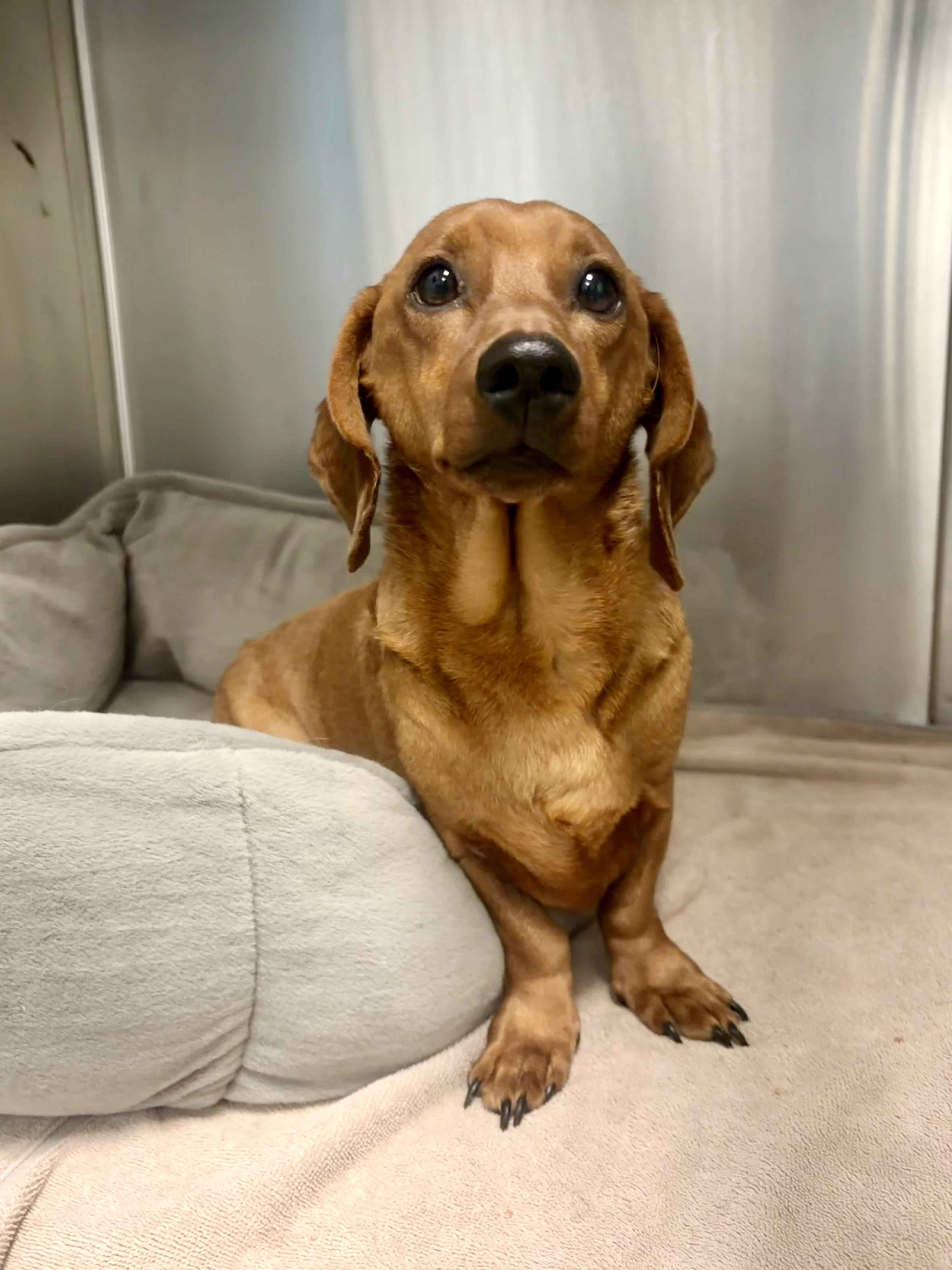 Caramelo thumbnail 2