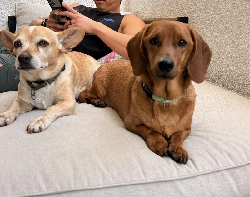 Caramelo thumbnail 3