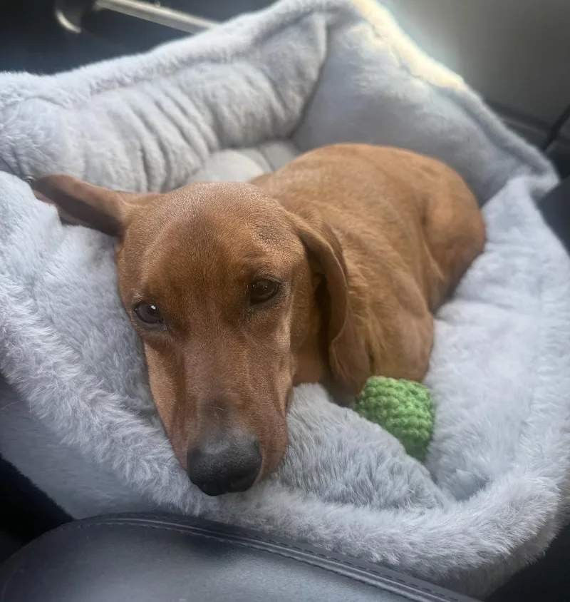 Caramelo thumbnail 4