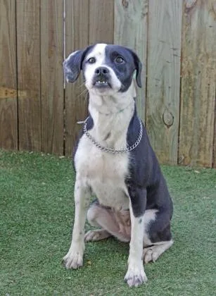 A senior large-sized female Gray / Blue / Silver English Pointer dog named Tibbs for adoption in Inverness, FL
