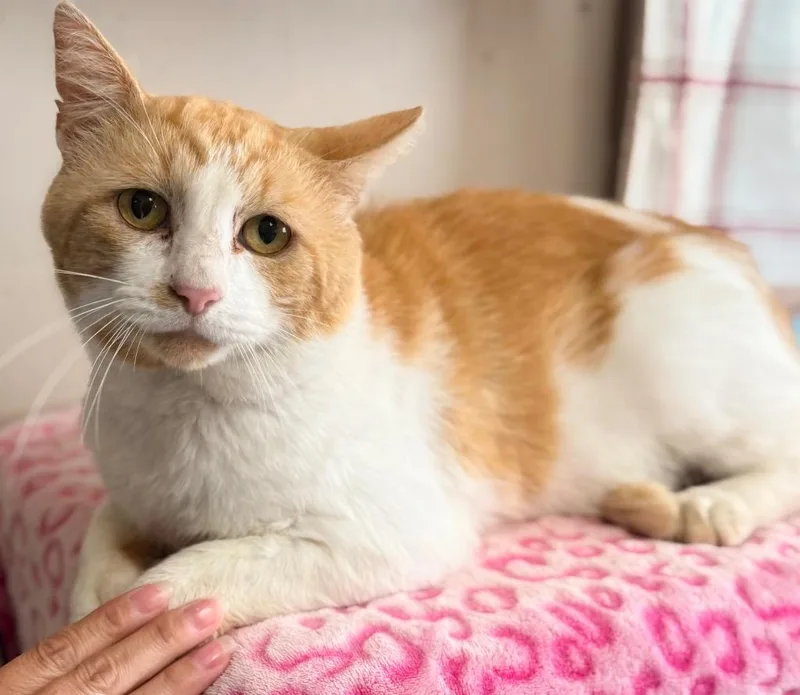 An adult medium-sized male Domestic Short Hair cat named Harry for adoption in North Vernon, IN