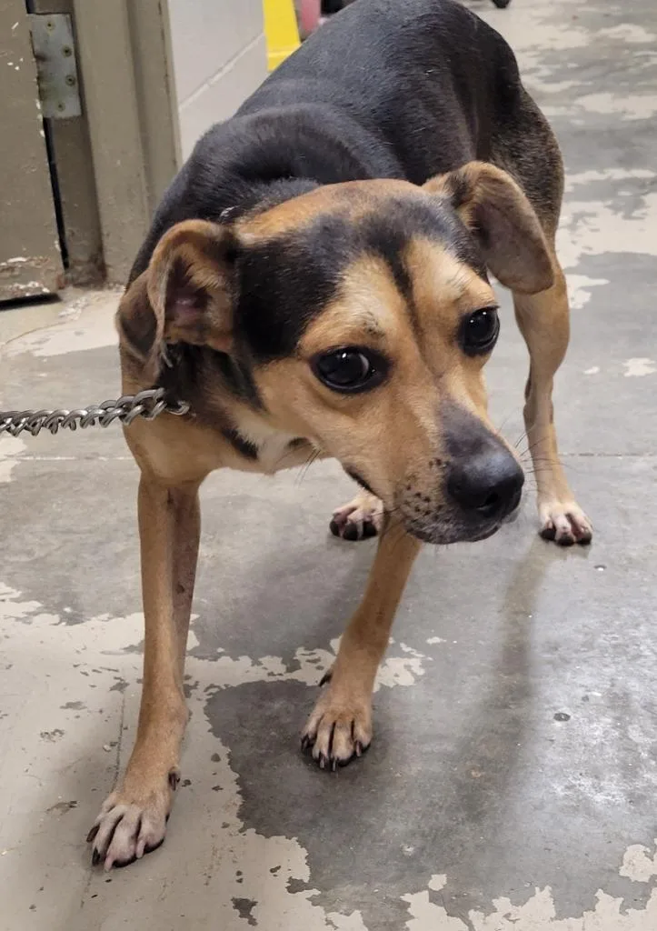 An adult medium-sized male Beagle dog named Bernie for adoption in Hopkinsville, KY