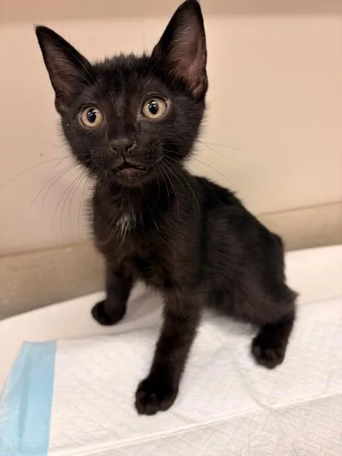 A baby small-sized male Domestic Short Hair cat named Caddisfly for adoption in Baytown, TX