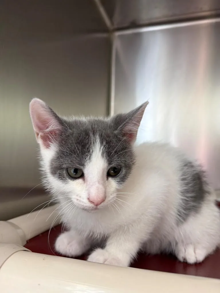 A baby medium-sized male Domestic Short Hair cat named Normy for adoption in Pomona, NY