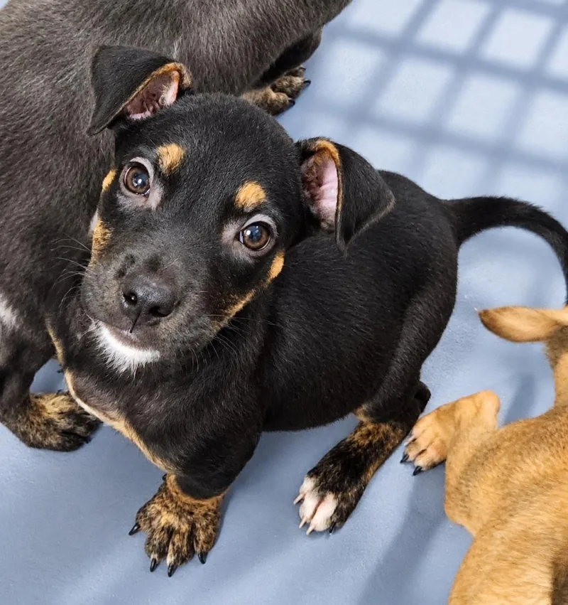 A baby medium-sized male Terrier dog named Fester for adoption in Walnutport, PA