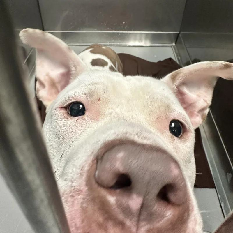 Chico