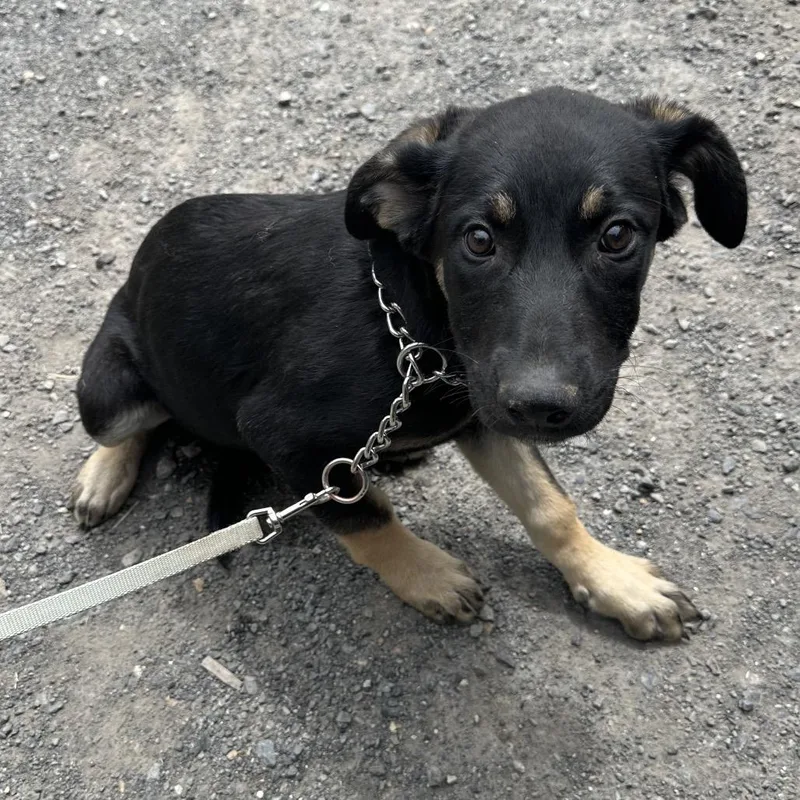 A baby small-sized male Black German Shepherd Dog dog named Cammo for adoption in Bellingham, WA