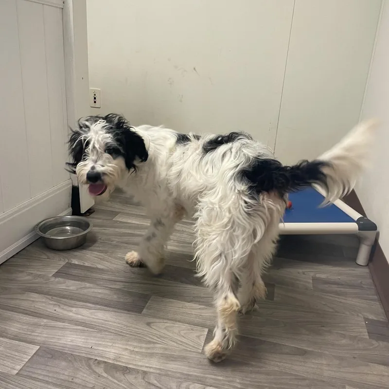 An adult medium-sized male White / Cream Labradoodle dog named Rufus for adoption in Graham, WA