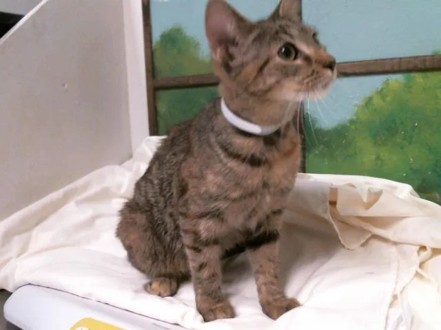 A baby small-sized female Domestic Short Hair cat named Maple for adoption in Houston, TX