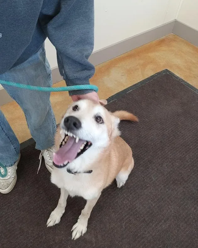An adult large-sized male Husky dog named Flint for adoption in Austin, MN