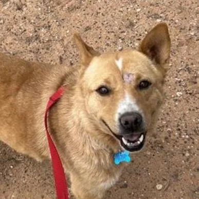 An adult medium-sized female Red / Chestnut / Orange Carolina Dog dog named Maxie for adoption in Kanab, UT