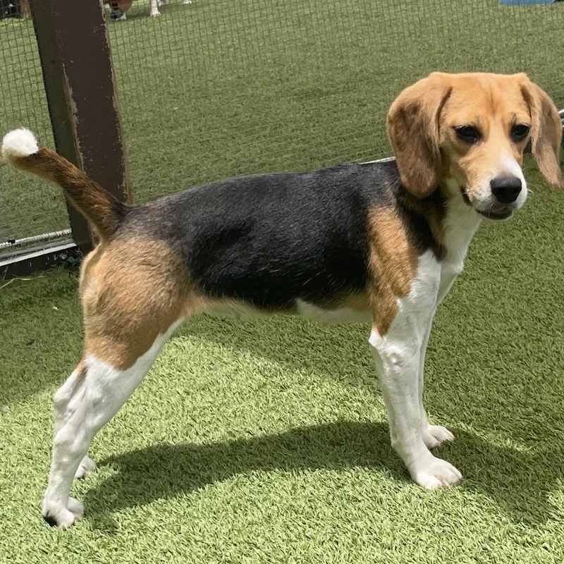 A young medium-sized female White / Cream Beagle dog named Petunia for adoption in LOXAHATCHEE, FL