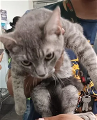 A baby medium-sized male Domestic Short Hair cat named Charlie for adoption in Los Angeles, CA