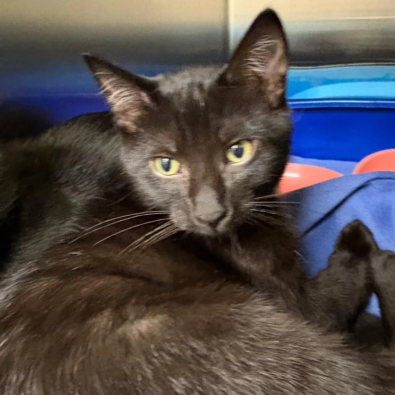 A baby medium-sized female Domestic Short Hair cat named Daisy for adoption in Keizer, OR