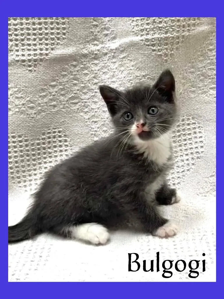 A baby medium-sized male Domestic Short Hair cat named Bulgogi for adoption in Hoover , AL
