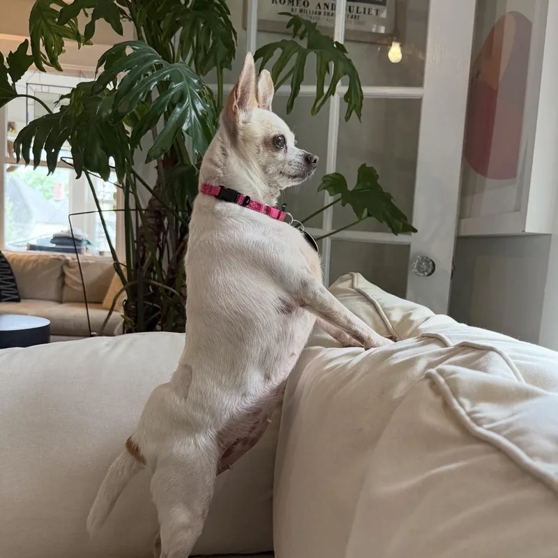 An adult small-sized female Chihuahua dog named Blanca for adoption in Brooklyn, NY