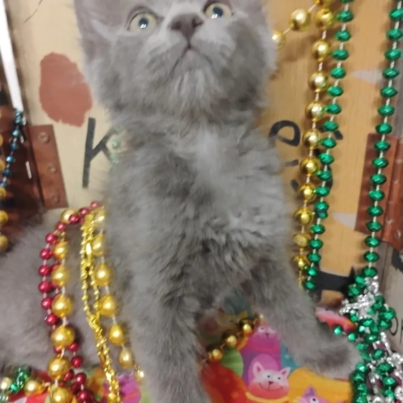 A baby small-sized female Gray / Blue / Silver Domestic Medium Hair cat named Wilma Flintstone Blue Gray for adoption in Phoenix, AZ