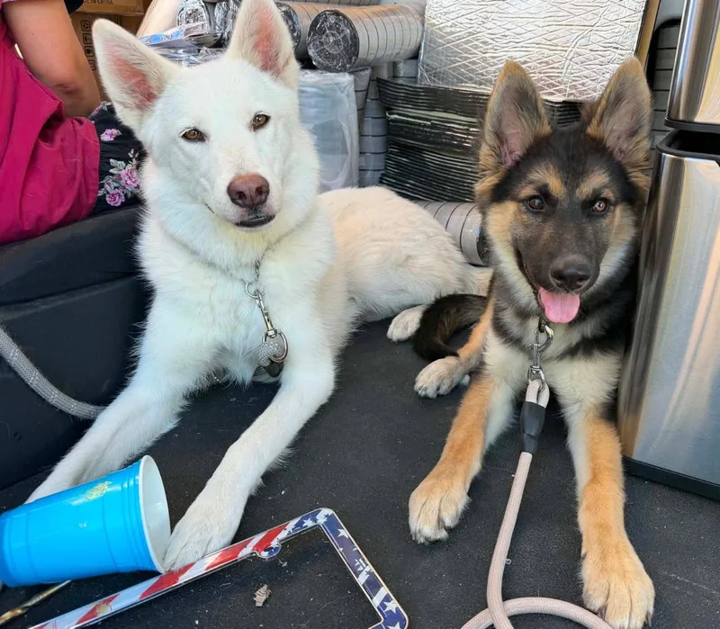 A young medium-sized female German Shepherd Dog dog named Miss B for adoption in Irvine, CA