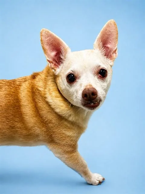 A senior small-sized male Chihuahua dog named Petie for adoption in Westminster, MD