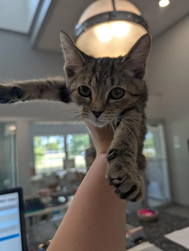 A baby small-sized female Domestic Short Hair cat named Uno for adoption in Angola, IN