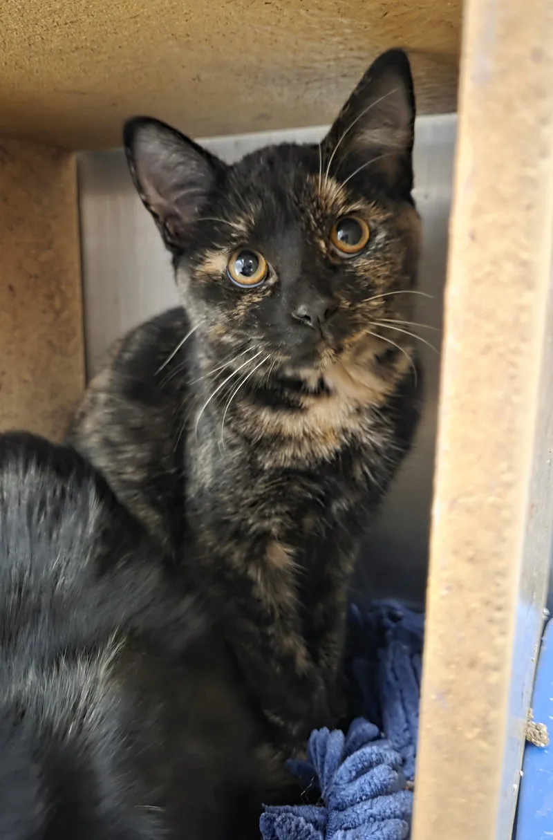 A baby medium-sized female Tortoiseshell cat named Twix for adoption in Millville, UT