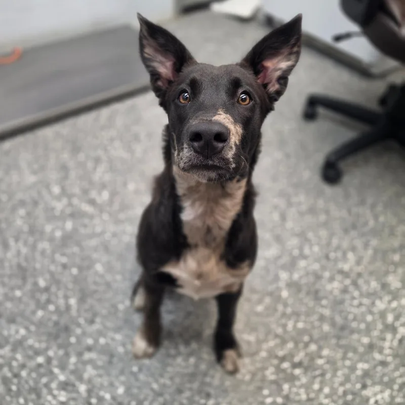 A baby medium-sized male Gray / Blue / Silver Catahoula Leopard Dog dog named Fur for adoption in Parkersburg, WV