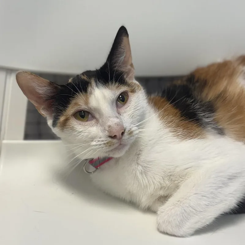 A young medium-sized female Calico Domestic Short Hair cat named Sunflower for adoption in Pasadena , MD