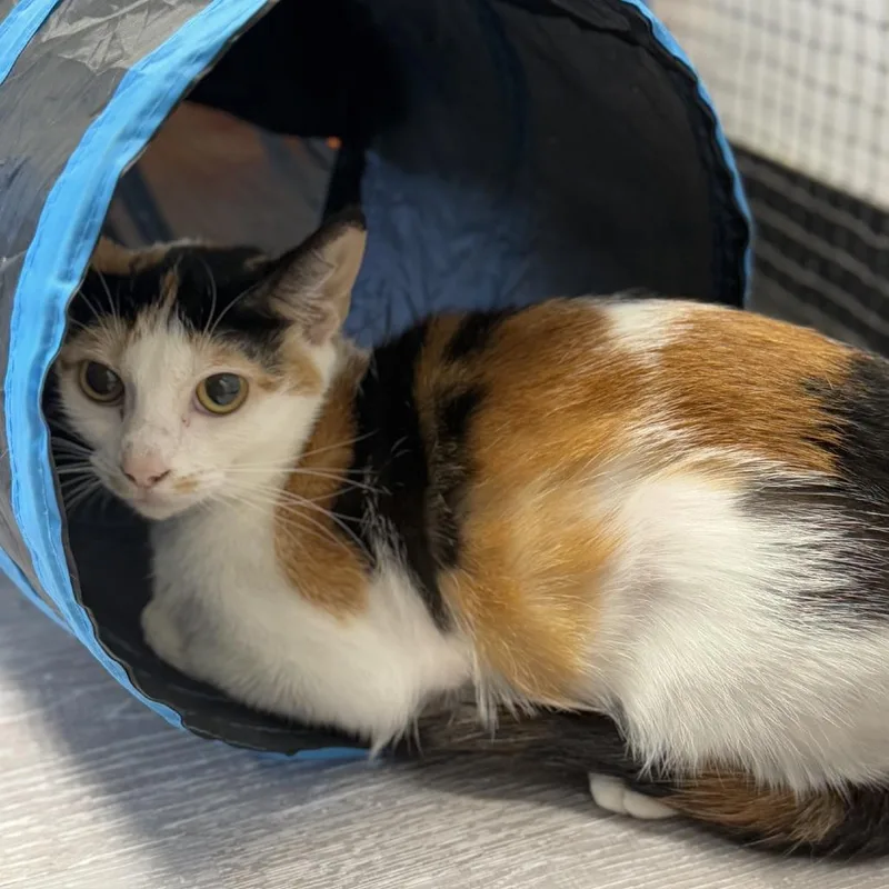 Sunflower thumbnail 3