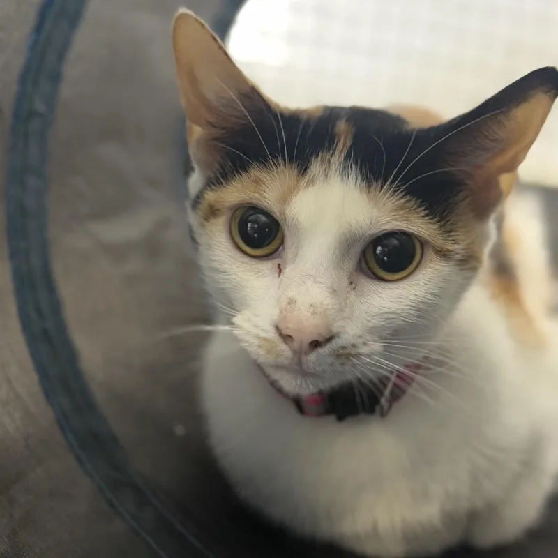 Sunflower thumbnail 5