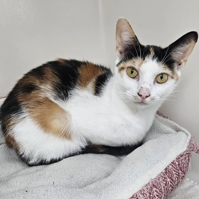 Sunflower thumbnail 6